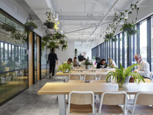 a kitchen in a coworking space with plants hanging overhead.